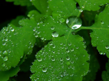 drops of water on leaves of grass