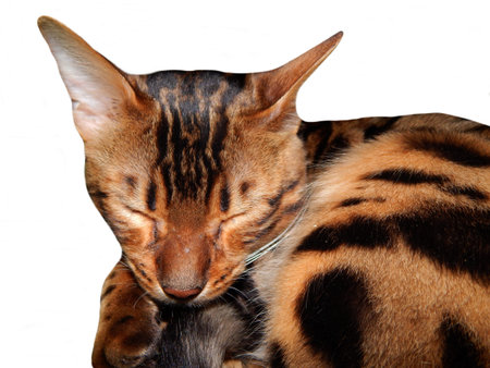 Bengal cat on a white background