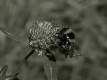 Bee on clover on a black and white photo
