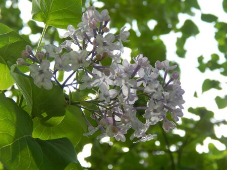 Fragrant lilac flowersの写真素材