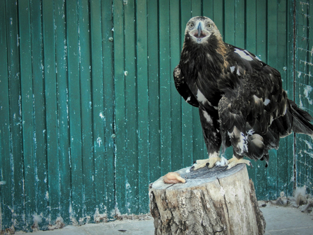 Eagle closeupの写真素材