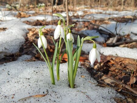 first spring snowdropsの写真素材