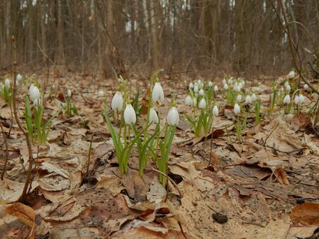 Wild spring flowers snowdropsの写真素材