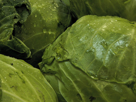 cabbage with dew drops closeup