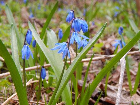The first spring wild bells
