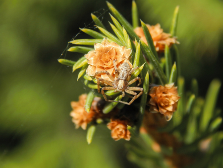A small bump on eating with a small spiderの写真素材