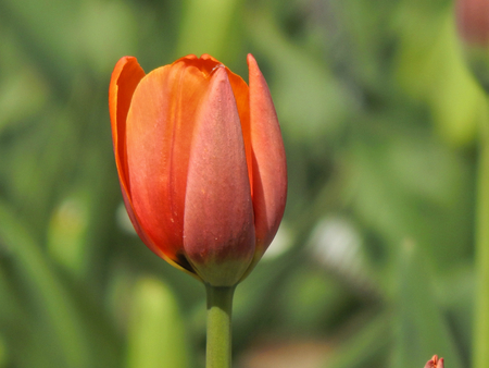 Blooming flowers tulips on the flowerbedの写真素材