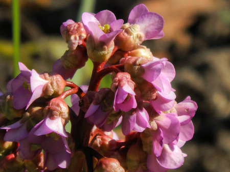 Beautiful spring flowers close-upの写真素材