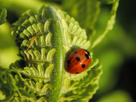 Ladybug on leaf fern close-upの写真素材
