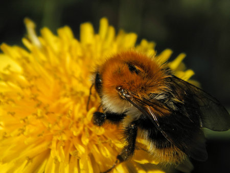 bee on a dandelion on a sunny day close-up