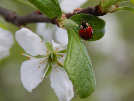 Ladybird close-up
