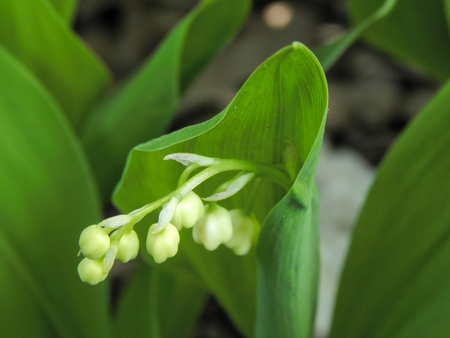 Forest Glade beautiful lily of the valley in the sunlightの写真素材