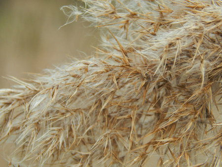 Dry sedge on a bog close upの写真素材