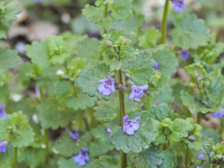 Beautiful spring forest flowersの写真素材