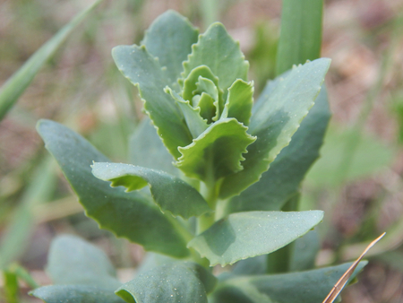 Wild flowers close-upの写真素材