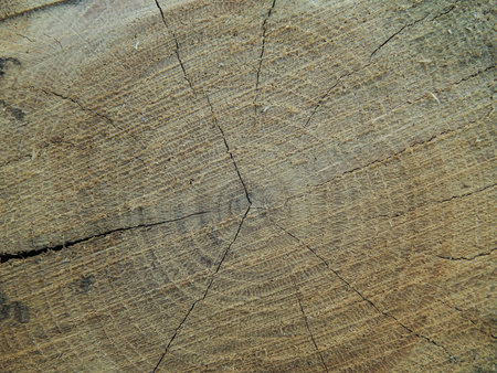 Texture closeup of sawn wood