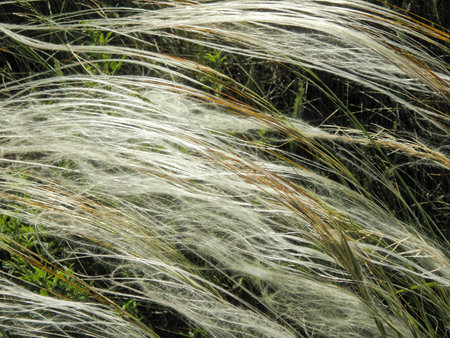 Flowering feather-grass in a meadow with sunlight overflow