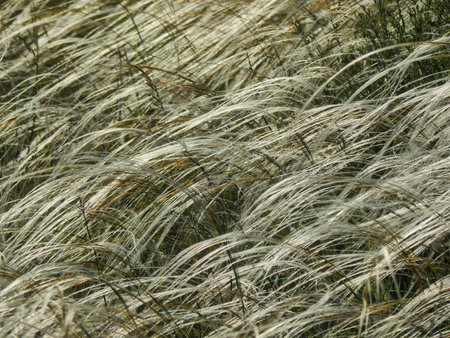 Flowering feather-grass in a meadow with sunlight overflow