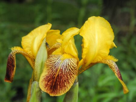 Flowers garden varieties of yellow iris closeupの写真素材