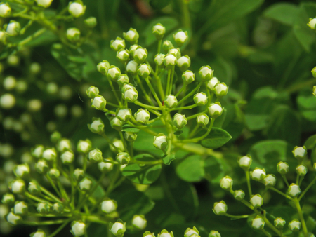 Green buds of hop flowersの写真素材