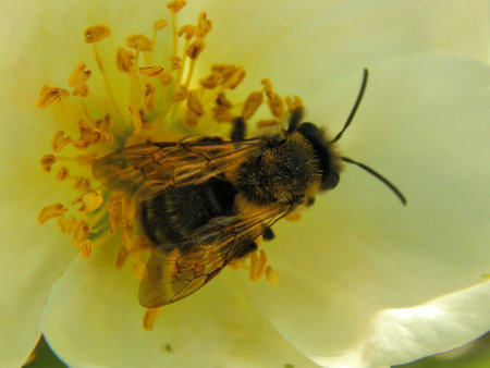 The bee flies to flowers close-up