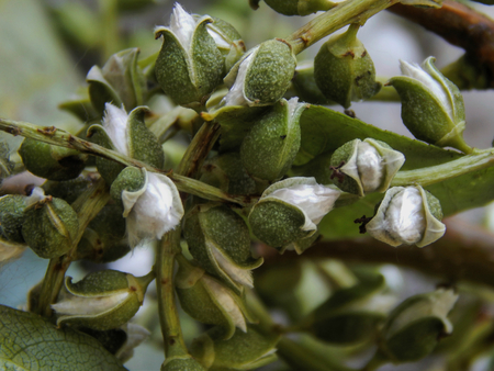 Poplar fluff close-upの写真素材