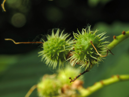 Green chestnut nuts closeupの写真素材