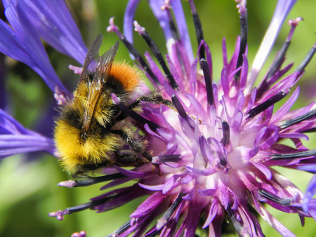 A baby bumble bee on a flower close-upの写真素材