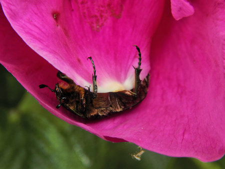 Green beetle chafer on flowers rose closeup