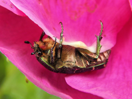 Green chafer beetle on peony flowers closeupの写真素材