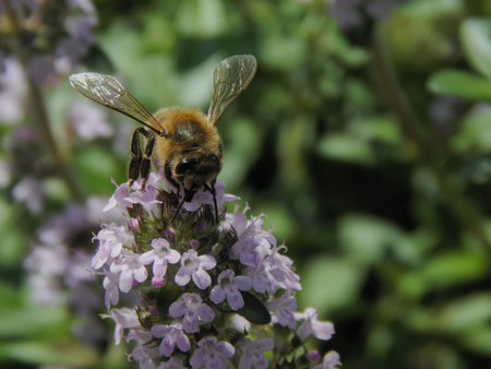 bee at red clover flower macro, selective focusの写真素材