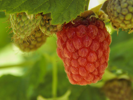 Raspberries closeup