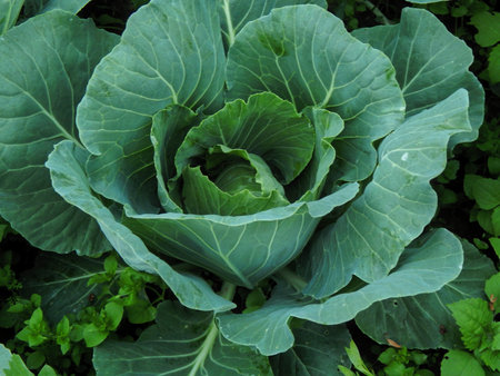 Young seedlings of cabbage in the garden in the garden