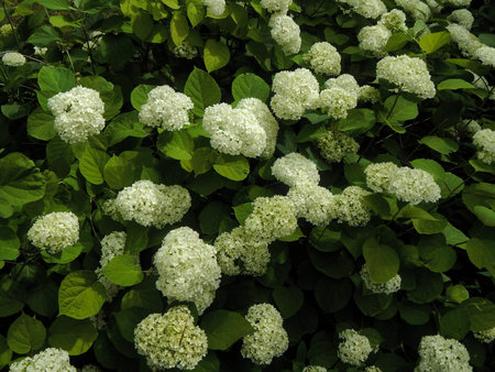 Flowering shrub with white flowers
