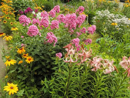 The beauty of colorful flowers on a bed in the gardenの写真素材