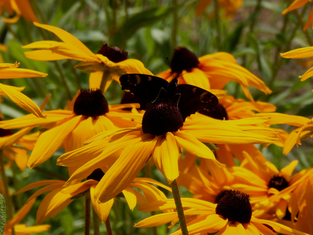 Butterfly on yellow flowers asters closeupの写真素材