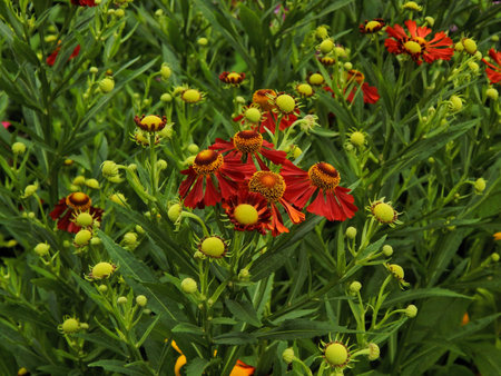 Beautiful summer garden flowers close upの写真素材