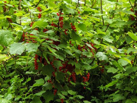 Bush with ripe red currants. The image in the eveningの写真素材