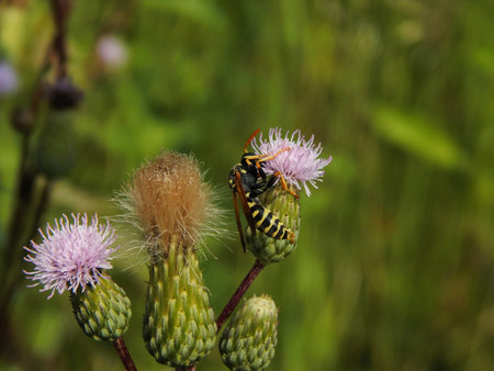 Wasp on a meadow agrimony close-up. Selective focus
