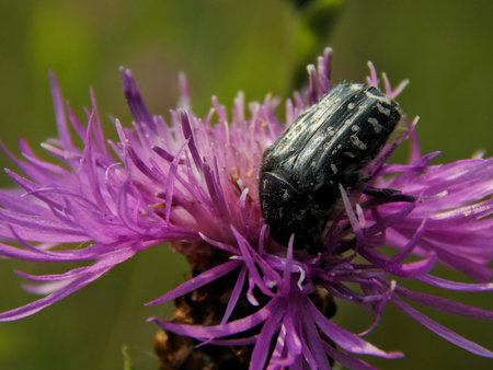 Black beetle with white spots on the meadow flowers close-up. Selective focusの写真素材