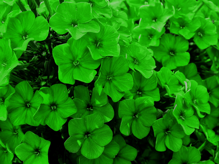 Garden flowers close upの写真素材