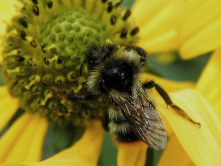 Bee on flower close-up. Selective focus