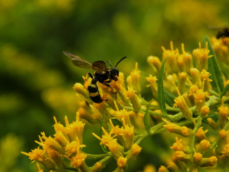 Wasp on yellow flowers close-up. Selective focusの写真素材