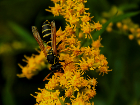 Wasp on yellow flowers close-up. Selective focusの写真素材