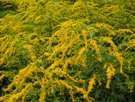 Wild yellow flowers close upの写真素材