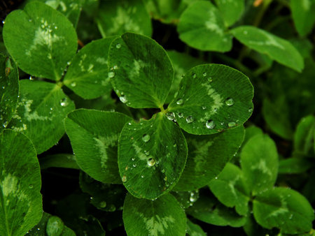 Water drops on clover leaves closeup