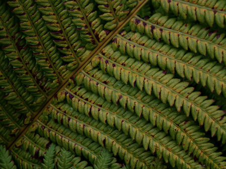 Yellowing leaves of fern close upの写真素材