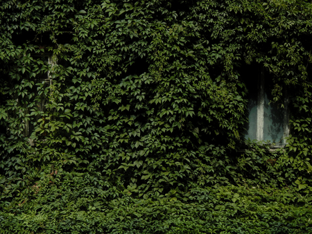 The wall of the old house overgrown with grass and hopsの写真素材