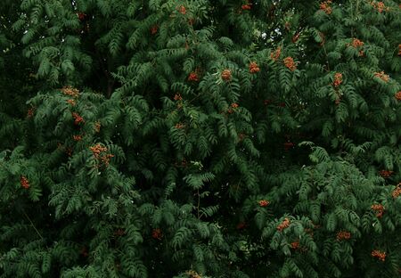 A bunch of mountain ash on a branch close-upの写真素材