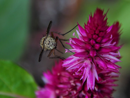 Flowers in the garden close-upの写真素材